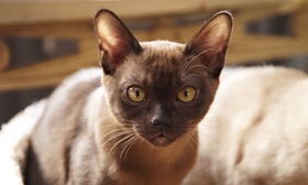 緬甸貓怎么養 緬甸貓飼養技巧