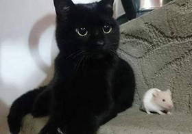 孟買貓好養嗎 孟買貓飼養心得介紹