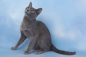 科拉特貓掉毛怎么辦 科拉特貓掉毛解決辦法