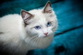 波米拉貓性格怎么樣 波米拉貓性格介紹