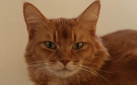 索馬里貓怎么洗澡 索馬里貓洗澡方法