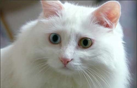 土耳其安哥拉貓掉毛怎么辦 注意適度洗澡