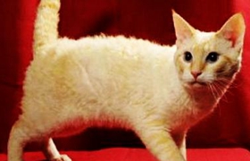 拉邦貓幼貓一天吃幾頓 喂食定時(shí)定量