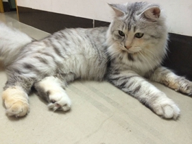 挪威森林貓掉毛嚴重嗎 挪威森林貓飼養細節