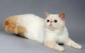 如何養胖加菲貓 加菲貓飼養注意事項