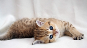 西伯利亞森林貓好養(yǎng)嗎 西伯利亞貓養(yǎng)護(hù)知識(shí)