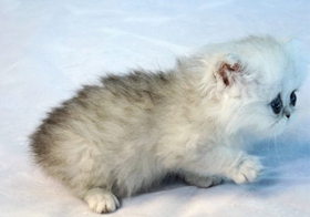 金吉拉貓護理需要注意什么 金吉拉貓護理注意事項