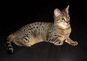 埃及貓吃什么 埃及貓喂食經驗