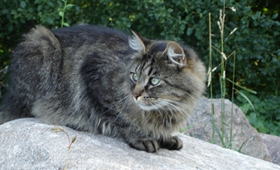 西伯利亞貓?jiān)趺答B(yǎng) 貓咪生活習(xí)性介紹