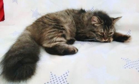 如何給金吉拉貓做美容 漂亮金吉拉貓美容方法