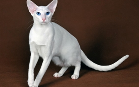 東方短毛貓毛發怎么護理 貓咪毛發護理技巧