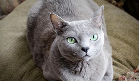 俄羅斯藍(lán)貓?jiān)趺聪丛?藍(lán)貓洗澡方法