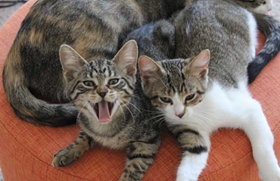 養中國貍花貓應該注意什么 中國貍花貓飼養注意事項