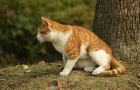 貓咪沒精神怎么辦 貓咪沒有精神原因