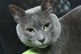 科拉特貓毛發怎么護理 科拉特貓毛發護理技巧