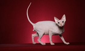 加拿大無毛貓怎么洗澡 斯芬克斯貓喂養記