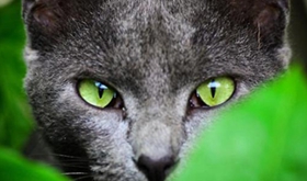 俄羅斯藍(lán)貓不能吃什么 俄羅斯藍(lán)貓喂食注意事項(xiàng)