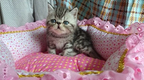 加菲貓?jiān)趺次构揞^ 異國短毛貓罐頭選購技巧