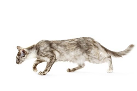 爪哇貓會用馬桶嗎 爪哇貓馬桶使用訓練