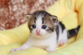 怎么訓(xùn)練曼基康貓不抓家具 曼基康貓抓家具解決辦法