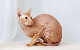 如何訓練彼得禿貓不記仇 彼得禿貓記仇解決辦法