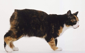 馬恩島貓會自己上廁所嗎 貓咪上廁所訓練