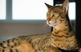 阿舍拉貓記仇怎么辦 怎么訓練阿舍拉貓不記仇