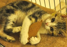 如何刺激馬恩島貓 馬恩島貓刺激訓練方法