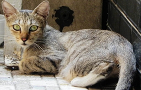 加州閃亮貓會(huì)用貓砂嗎 加州閃亮貓貓砂使用方法