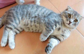 曼基康貓如何訓練 曼基康貓正確訓練方法