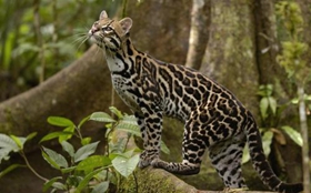 怎么訓練豹貓正確磨爪 豹貓磨爪訓練方法