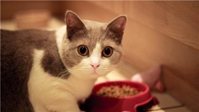 怎樣訓練馬恩島貓在固定地方大小便