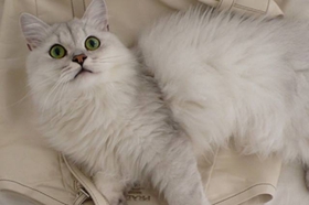 蒂凡尼貓犯錯(cuò)怎么辦 蒂凡尼貓犯錯(cuò)教育法