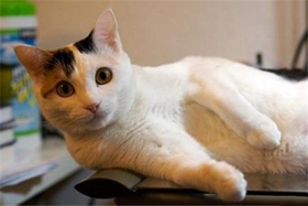 馬恩島貓怎么訓練 馬恩島貓訓練注意事項