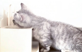 曼基康貓會(huì)跳環(huán)嗎 曼基康貓?zhí)h(huán)訓(xùn)練