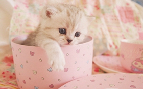 怎么訓(xùn)練茶杯貓上廁所 茶杯貓上廁所訓(xùn)練法