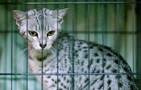 怎么訓(xùn)練加州閃亮貓裝死 加州閃亮貓裝死訓(xùn)練