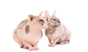 怎么調(diào)教彼得禿貓不爬床 彼得禿貓不爬床訓(xùn)練