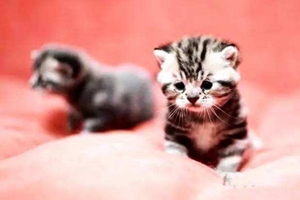 茶杯貓?jiān)趺次桂B(yǎng) 茶杯貓飼養(yǎng)指南