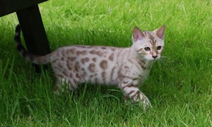 熱帶草原貓?jiān)趺答B(yǎng) 藪貓飼養(yǎng)注意事項(xiàng)