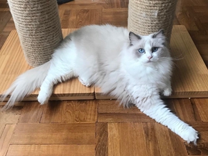 布偶貓怎么養(yǎng) 布偶貓飼養(yǎng)經(jīng)驗