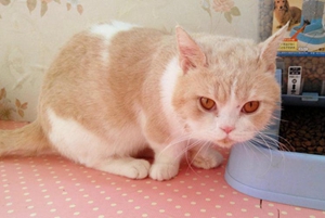 曼基康貓壽命一般多少年 曼基康貓壽命介紹