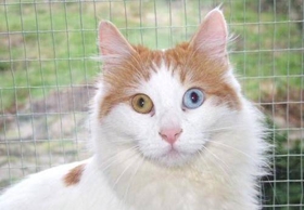 土耳其梵貓怎么養 土耳其梵貓飼養心得