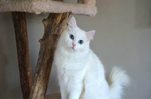 安哥拉貓怎么養 安哥拉貓養護心得