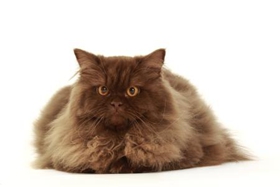 英國(guó)長(zhǎng)毛貓怕水怎么辦 英國(guó)長(zhǎng)毛貓怕水解決辦法