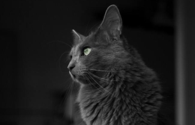 內華達貓怎么訓練跳環 內華達貓跳環訓練