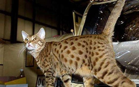 怎么與奧西貓相處 奧西貓相處訓(xùn)練