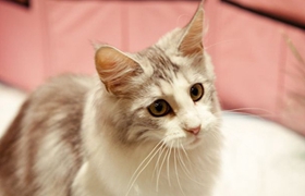 怎么訓(xùn)練柯尼斯卷毛貓上廁所 柯尼斯卷毛貓上廁所訓(xùn)練法