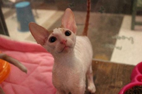 柯尼斯卷毛貓怎么訓練 和其他動物相處訓練