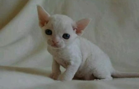 德文卷毛貓不會(huì)用貓砂怎么辦 德文卷毛貓使用貓砂訓(xùn)練法